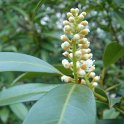 Prunus laurocerasus 'Herbergii' P2A
